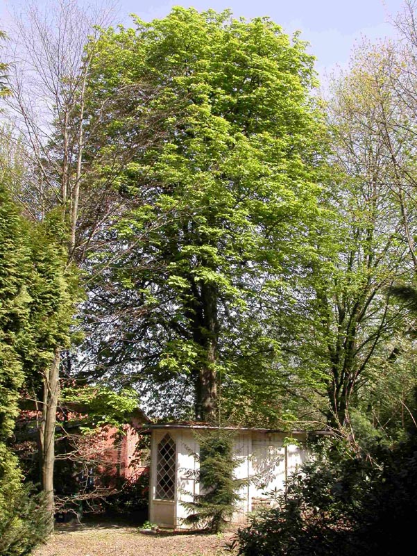 Teehaeuschen reparaturbeduerftig 6507